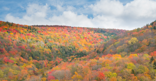 Colorful mountains of West Virginia dotted with trees in shades of red, yellow, and green.
