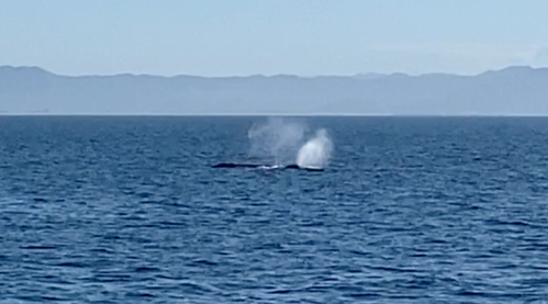 A whale surfaces in the ocean, creating two spouts of mist against a backdrop of distant mountains.