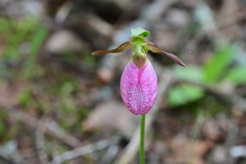 A close-up of a pink orchid flower with green and brown accents, set against a blurred natural background.