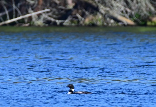 A common loon swimming in a calm blue lake, surrounded by blurred greenery in the background.