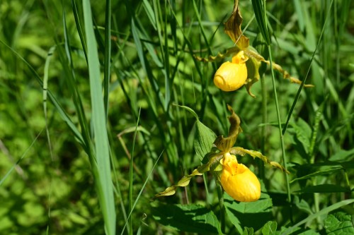 Two yellow lady's slipper orchids bloom among lush green grass and foliage.