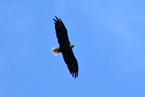 A bald eagle soaring gracefully against a clear blue sky.