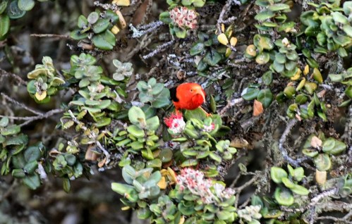 A vibrant red bird perched among green foliage and small flowers in a natural setting.
