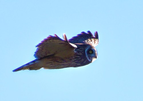 A flying owl with distinctive markings and bright yellow eyes against a clear blue sky.