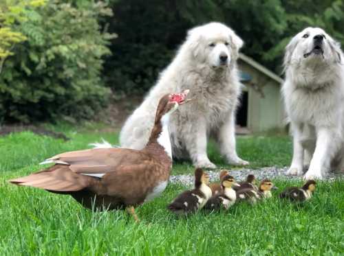 A brown duck with ducklings in grass, two fluffy white dogs watch nearby in a green outdoor setting.