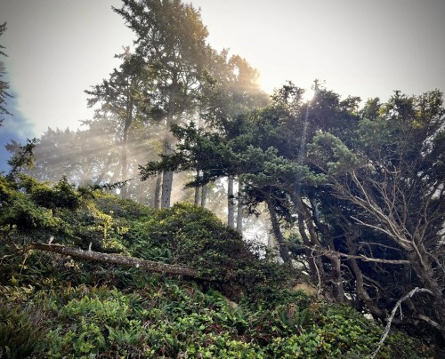 Sunlight filters through misty trees, illuminating lush greenery in a serene forest setting.