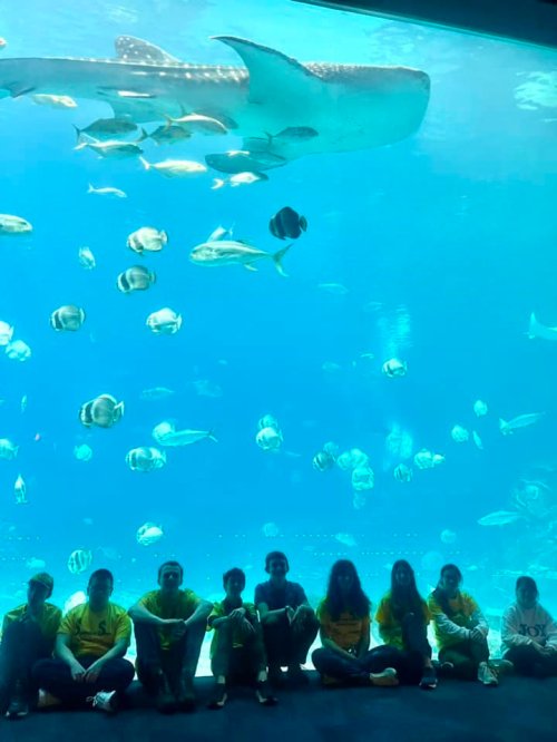 A group of people in yellow shirts sits in front of an aquarium, with a whale shark and various fish swimming above.