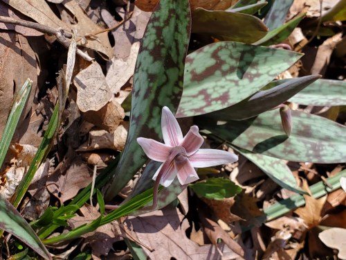 A delicate pink flower blooms among green leaves and fallen brown leaves on the forest floor.