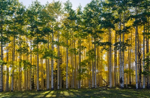 A vibrant forest of tall trees with golden leaves, illuminated by sunlight filtering through the branches.