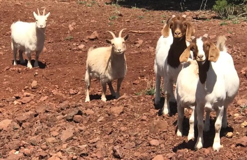 Four goats standing on rocky, reddish soil, with two brown and white goats and one small white goat in the foreground.