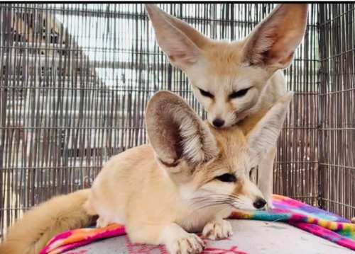 Two fennec foxes with large ears resting together on a colorful blanket inside a cage.