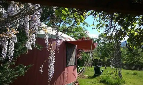 A cozy yurt surrounded by lush greenery and blooming wisteria, with chairs in the background under a clear blue sky.