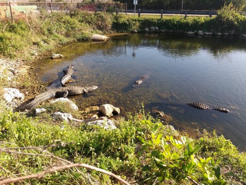 A group of crocodiles resting along the edge of a calm pond surrounded by rocks and greenery.