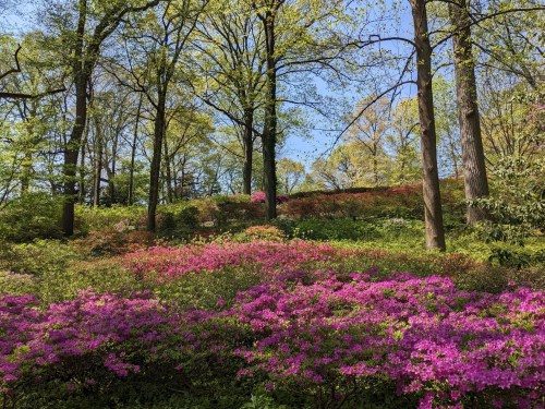 A vibrant garden filled with blooming pink flowers and lush green trees under a clear blue sky.