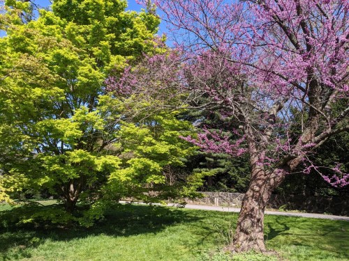 A vibrant scene featuring a green tree and a pink flowering tree against a clear blue sky.