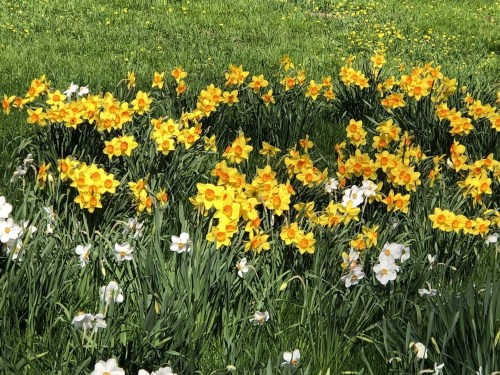 A vibrant field of yellow and white daffodils blooming among lush green grass.