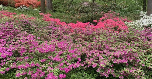A vibrant garden filled with blooming pink and white azaleas among lush green foliage.