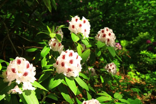 Clusters of white flowers with red spots surrounded by green leaves in a lush, sunny garden.