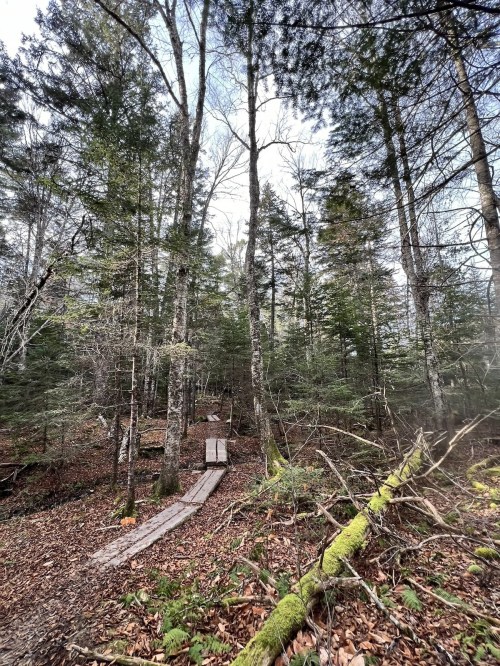A wooded area with tall trees, a wooden path, and a sign partially visible among fallen leaves and moss.