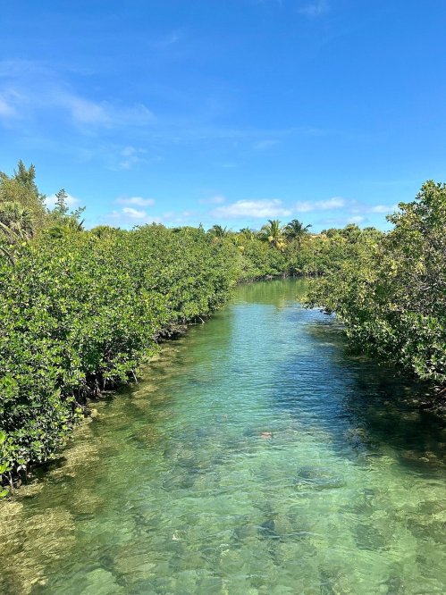 A serene waterway surrounded by lush mangroves under a clear blue sky.