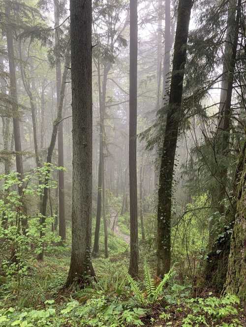 A misty forest scene with tall trees, lush greenery, and a winding path disappearing into the fog.