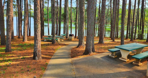 A serene lakeside picnic area with green tables surrounded by tall pine trees and a winding path.