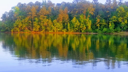Serene lake scene with lush green trees reflecting on calm water under soft sunlight.
