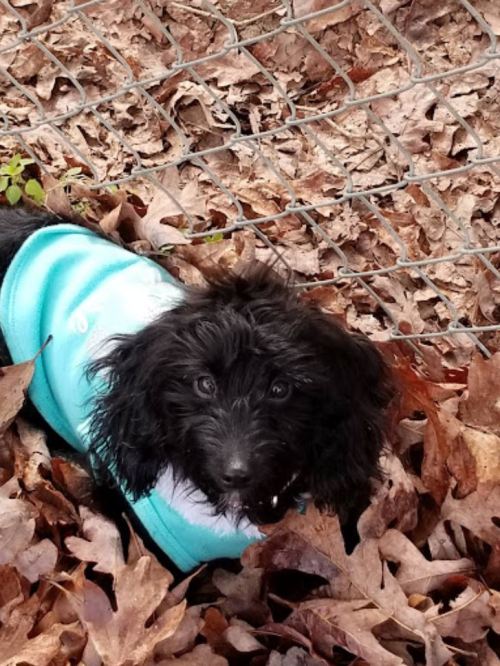 A small black dog with curly fur wearing a turquoise sweater, lying among brown leaves near a fence.