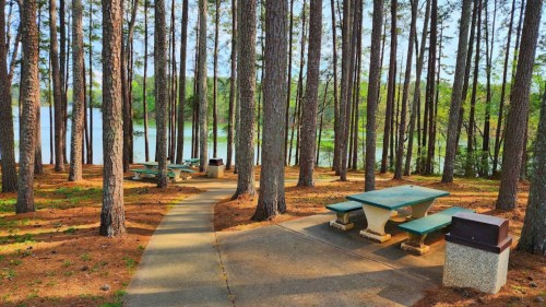 A serene picnic area with green tables surrounded by tall pine trees near a calm lake.