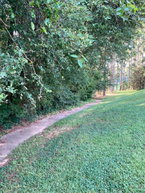 A winding path through lush greenery, leading into a wooded area with tall trees in the background.
