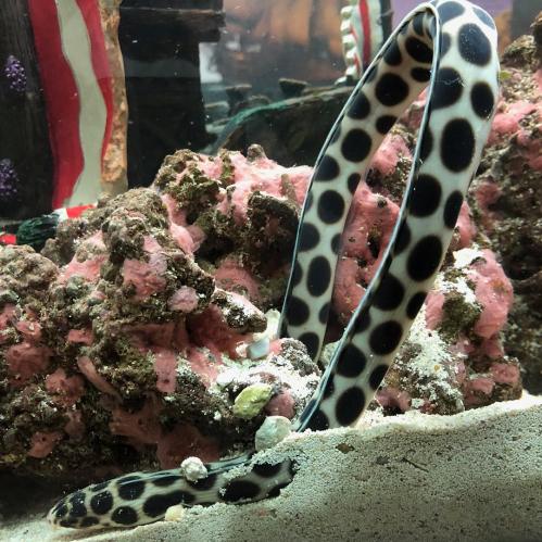 A black and white spotted eel partially emerges from a coral reef in a vibrant aquarium setting.