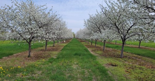 A serene orchard lined with blooming white trees and lush green grass under a clear sky.