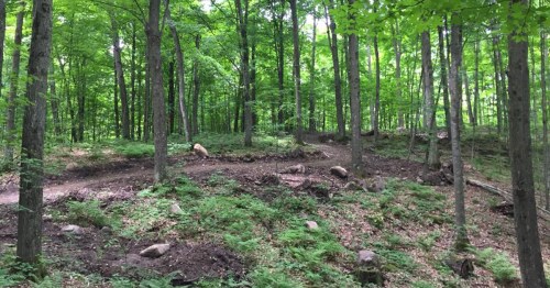 A lush green forest with tall trees, ferns, and a winding dirt path through the underbrush.