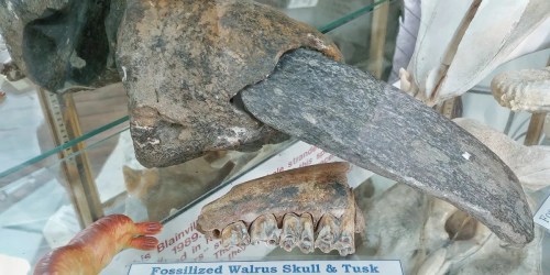 Fossilized walrus skull and tusk displayed in a glass case, showcasing their unique textures and shapes.
