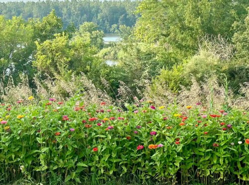 A vibrant field of colorful flowers in the foreground, with lush greenery and a serene river in the background.