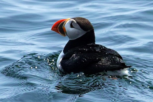 A puffin floats on the water, showcasing its distinctive colorful beak and black and white plumage.