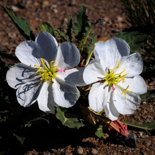 Two white flowers with yellow stamens and green leaves, growing on a sandy surface.