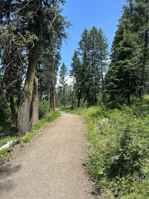 A winding dirt path through a lush green forest with tall trees under a clear blue sky.
