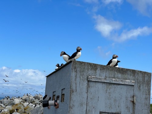 A group of puffins perched on a weathered structure against a blue sky, with more birds in the background.