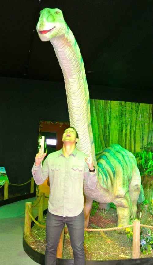 A person stands in awe beneath a large dinosaur model with a long neck in a museum exhibit.