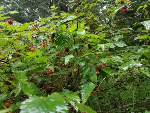 A dense thicket of green leaves with clusters of red berries, glistening with raindrops in a forest setting.
