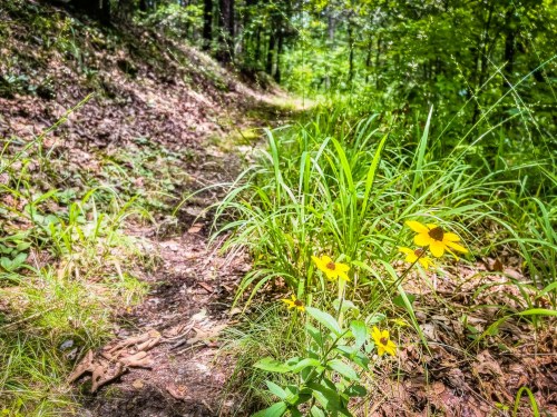 A narrow forest path lined with green grass and vibrant yellow flowers, surrounded by lush trees and foliage.