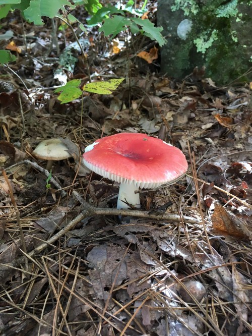 A vibrant red mushroom with a white stem, surrounded by fallen leaves and pine needles in a forest setting.