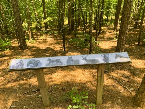 A wooden sign in a forest displays images of various animals, surrounded by trees and pine needles on the ground.