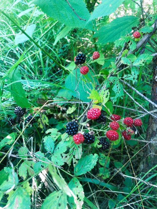 A cluster of ripe blackberries and unripe red berries surrounded by green leaves and grass.