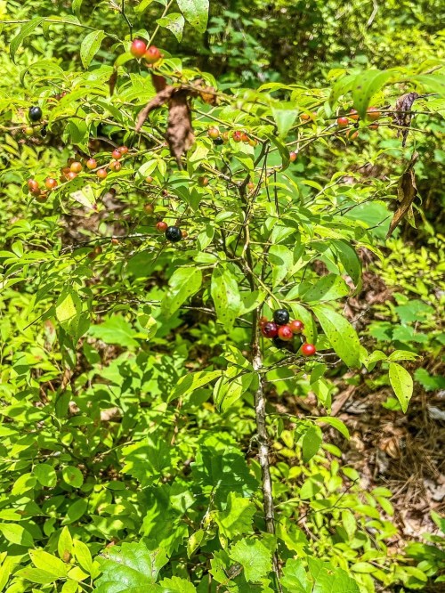 A green bush with clusters of red and black berries among vibrant green leaves in a natural setting.