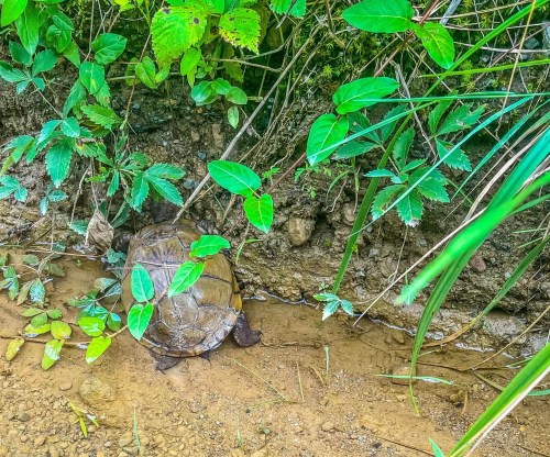 A turtle partially hidden among green leaves and plants near a muddy path.