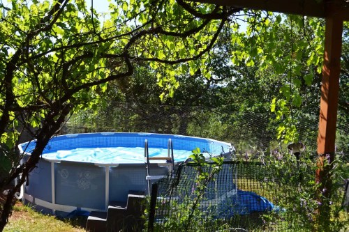 A blue above-ground pool surrounded by greenery and a fence, with sunlight filtering through the leaves.