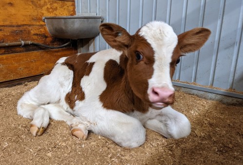 A brown and white calf lying on straw in a barn, looking curiously at the camera.