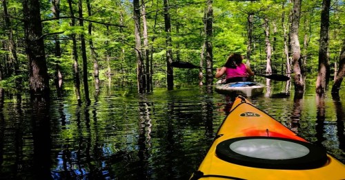 A person kayaking through a lush, green forest with water reflecting the trees around them.